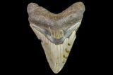 Fossil Megalodon Tooth - North Carolina #104993-1
